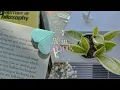life in new york a quiet week as a book plant lover