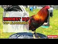 The Smartest Rooster Bloodlines Ever Developed