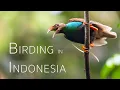 Download Lagu Indonesia Birding Adventure:  Bird-of-Paradise in Halmahera and the Molucca Islands