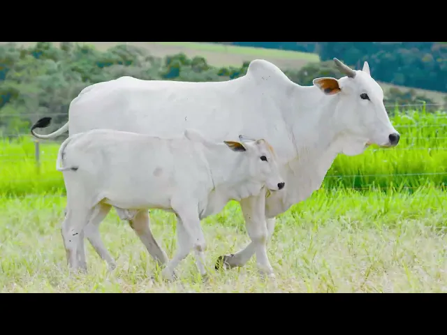 Matriz Nelore VIS - 3745