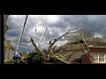 David s Complete Tree Service