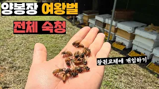 양봉장 여왕벌 전체 다 숙청하고 엄선한 종자 여왕벌로 교체해주기
