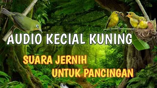 Download JUARA PANCINGAN PIKAT KECIAL KUNING SUARA DARI ALAM 💯 JERNIH DAN AMPUH !! MP3