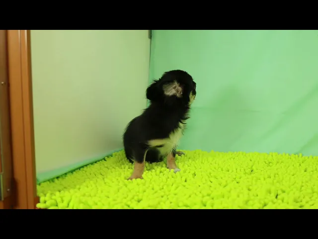 動画