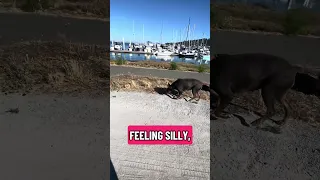🐾😢. #Fyp #doberman #pets #YouTube #dream