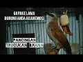 Lagu PANCINGAN TRUCUKAN GACOR AMPUH EMOSI BIKIN RESPON BURUNG ANDA