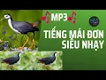 Download Lagu Tiếng quốc mái mồi đơn sát bổi #waterhen