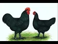 Jersey Giant Chicken of the Week Episode 5