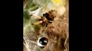 SHORT reupload of GBB NO BLACK BARS