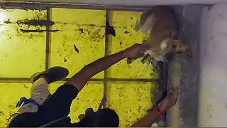 Dog Stuck on Terrace Corner at Night | Brave Rescue by Rescue Foundation Gujarat