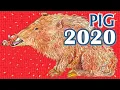 Pig Horoscope 2020 Born 1935 1947 1959 1971 1983 1995 2007 2019