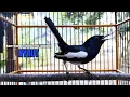 Download Lagu SUARA BURUNG kacer gacor NGEPLONG Pagi Hari ini paling AMPUH buat PANCINGAN KACER agar EMOSI