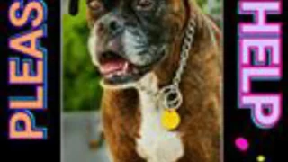 Pet Finder for Southern Oregon