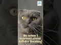 All About Infinite Banking Education - IBC Cute Cat