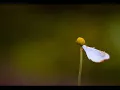 ROBERT SCHUMANN:  Traumerei