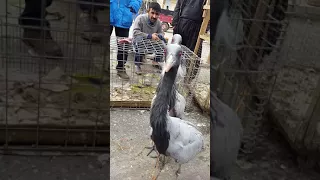 عبودي النعيمي طائر الكركي 