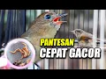 Download Lagu PERAWATAN FLAMBOYAN AGAR CEPAT BUNYI