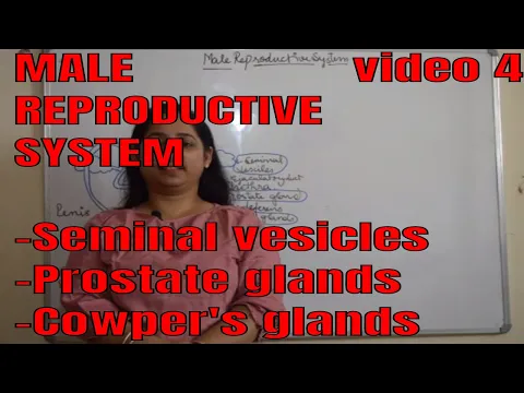 Download MP3 Male Reproductive system (Seminal vesicles, Prostate Glands, Cowper's glands)