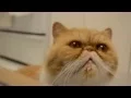 Extremely cute cat Exotic Shorthair Face Cat Meows and Noms