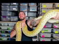 What are the Best Pet Snakes
