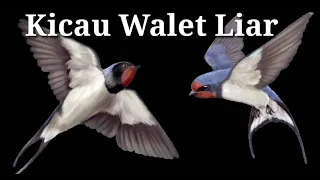 suara kicau walet liar