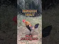 Download Lagu SUARA KEPAKAN SAYAP PIKAT AYAM HUTAN MERAH SUMATRA #chicken #ayam #rooster #funny #birds #ayamhutan