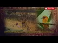 Download Lagu Jerita Bala Ke Ngelasau Ba Pasir Baru Batang Lupar  Menoa Pegai Semanggang.