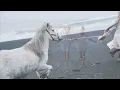 The Sacrifice  - Michael Nyman (Vol. 1)