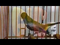 Masteran burung pleci Gacor