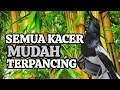 Download Lagu kacer gacor NGEPLONG tarung ini Sangat Ampuh buat pancingan KACER agar Emosi