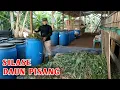 Download Lagu SILASE DAUN PISANG LEBIH MUDAH