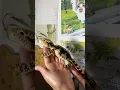 Crochet Bearded Dragon by matildas st on TikTok