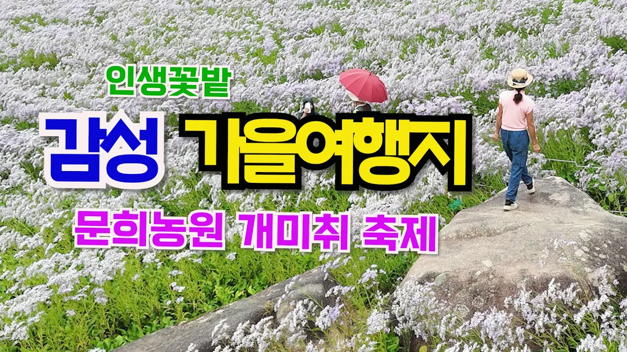 보라빛 가을정원, 문경 문희농원 개미취, 개미취 명소, 문경가볼만한곳, 봉천사개미취,  10월 국내여행지 추천, 가을꽃축제, 가을여행지 サムネイル