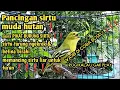 Download Lagu pancingan burung sirtu bahan/muda hutan❗suara pikat burung sirtu tarung ngekrek🔥 SANGAT AMPUH !!!!!