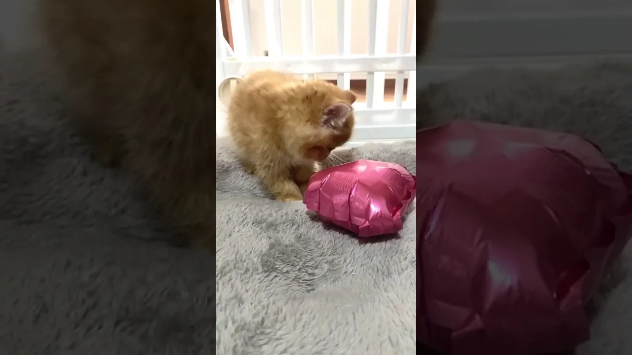 動画