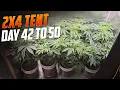 Download Lagu Day 42 to 50 – 4 Plants in the SpiderFarmer 2x4 Tent under the G4500 