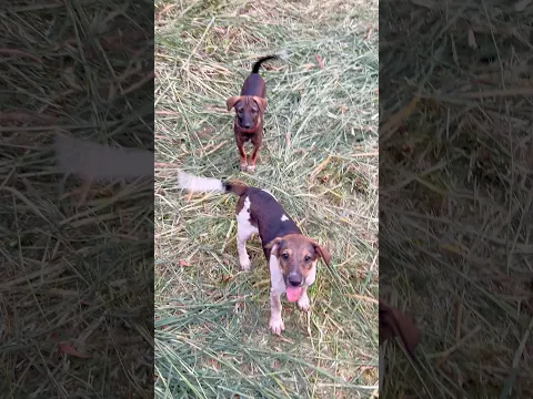 Kitten meowing to attract Dogs 🐶 Cats 😻 | Cat meowing | Cat | Cat sound | Cats | Dog sound | Meow