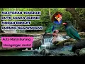 Lagu Masteran Tengkek Buto Gacor Suara Jernih \u0026 Terapi Air Agar Burung Tidak Stres !!
