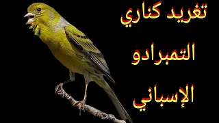 تغريد رائع لكناري تمبرادو الإسباني 