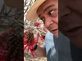 Pito flower