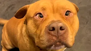 Dog apparently lost his home due to mismeasurement