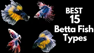 Download Best 15 Betta Fish Types 🐠 (Beautiful Fish 😍) MP3