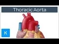 Thoracic Descending Aorta Anatomy Branches Kenhub