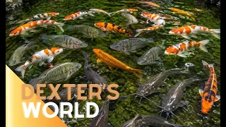 3 Species, ONE Massive Pond! 🐟 They’re Living in Perfect Harmony!