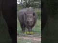 Download Lagu 🦏  Black Rhino vs White Rhino: What's the difference❓