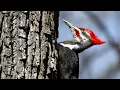 Download Lagu Burung Pelatuk Membuat Sarang dengan Puluhan Ribu Patokan Setiap Hari