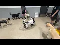 Fun Dog Playtime at Omaha s West Center Dog Daycare
