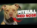 Red Nose Pitbull Thing You Need To Know Before Getting One