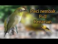 Download Lagu pleci nembak full kenarian#masteran #kicaumania
