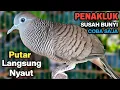 Download Lagu Perkutut Lokal Gacor RAJA PIKAT Ahlinya Bikin Semua Burung Perkutut Nyaut.